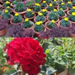 ranchi-forest-department-first-flower-show (रांची में वन विभाग का पहला फूल शो शुरू, प्रकृति प्रेमियों के लिए बना आकर्षण का केंद्र)