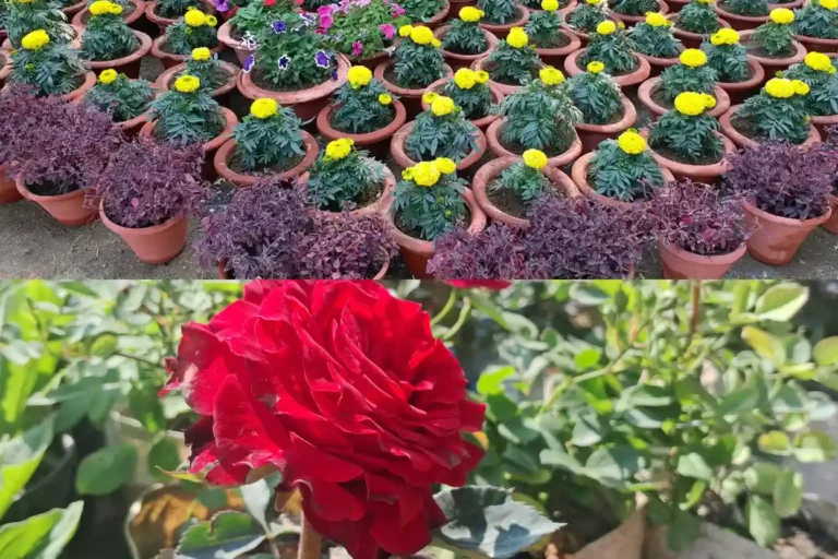 रांची में वन विभाग का पहला फूल शो शुरू, प्रकृति प्रेमियों के लिए बना आकर्षण का केंद्र